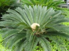 九里香如何从小造型