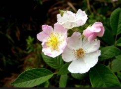 怎样栽培银粉背蕨