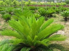 多肉光棍树怎么样砍头，夏季砍头消毒养护