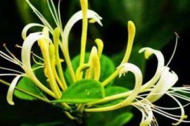 金银花盆景根怎么变粗，手把手教你将金银花的根养粗