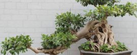 凤仙花的养殖方法和注意事项：喜光,也耐阴