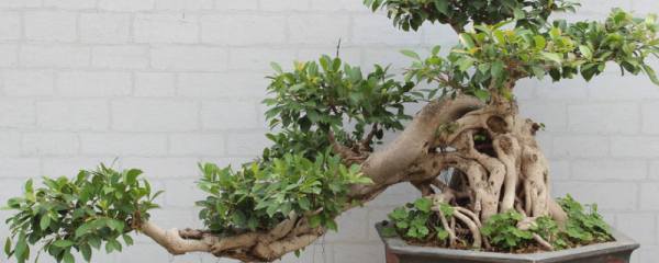 凤仙花的养殖方法和注意事项：喜光,也耐阴