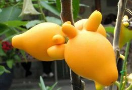 短叶虎尾兰的寓意