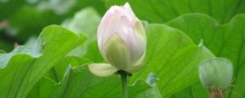 虎皮剑兰的养殖方法和注意事项浇水