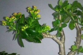 蟹爪莲开花时注意事项，冬季控温适当修剪