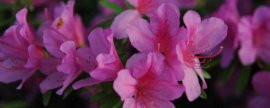 杜鹃花喜欢阳光吗