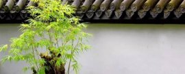 竹节蓼的养殖方法：浇水应做到“干湿相间而偏