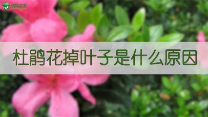 三角梅怎么修剪才爆盆