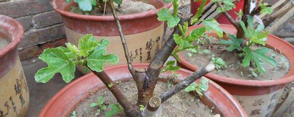 金边龙舌兰怎么养