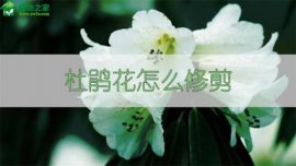 鸡冠花的花语