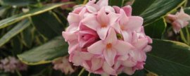 茉莉花如何养护