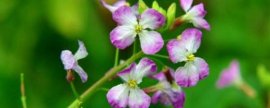 怎样科学栽植白粉藤
