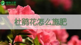 怎样科学栽培和养护红桑