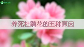 睡莲盆里长绿藻的处理方法：使用药物来杀除绿藻