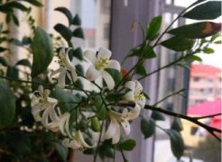 鸡冠花怎么越冬