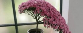 茉莉花移栽注意事项