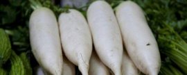 鹿角蕨怎么分株栽种