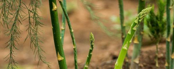 秋花生种植时间和方法