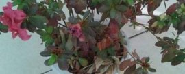 曼陀罗花有毒吗