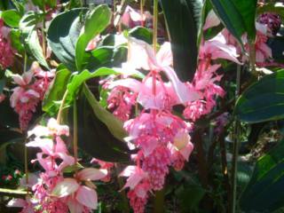 茉莉花干叶掉叶怎么回事