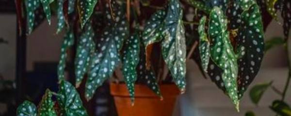 睡莲什么时候开花：睡莲一般4-5月份开花