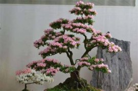 如何让百合分叉多开花，天生不分枝茎/百合花养