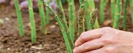 栀子花一年开几次花