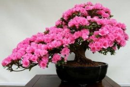 栀子花叶子晒蔫了还能恢复吗