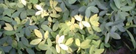 曼陀罗花图片附介绍：相册的图片免费下载