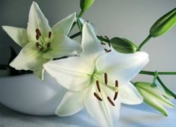 栀子花的花语和寓意