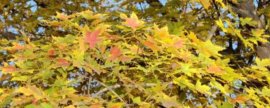 百合花种植：种植时间以8-9月为宜
