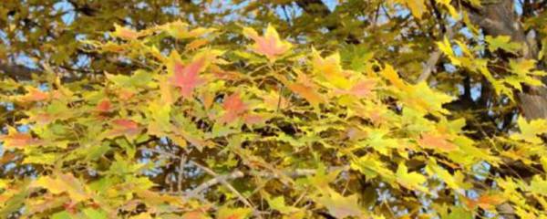 怎样区分万年青和广东万年青