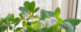绿巨人植物为什么会开花