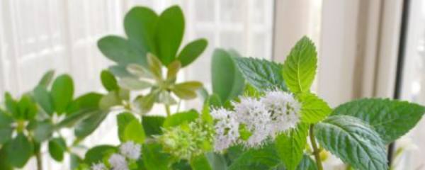 绿巨人植物为什么会开花