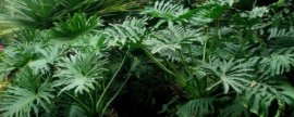 紫叶酢浆草种植方法