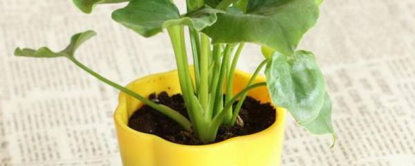从菜场捡回家的“青菜根”，俩月收获一大盆