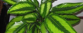 绿巨人植物什么时候换盆