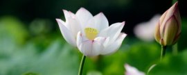怎样科学栽培水仙
