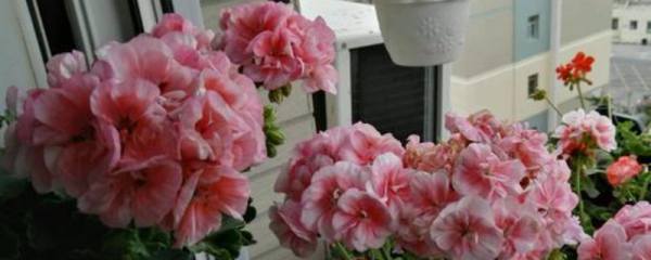 花叶万年青如何过冬