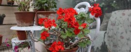 兰花怎样养才能开花