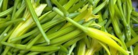 小红枫酢浆草夏天怎么养