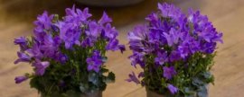 养百合花放多少水
