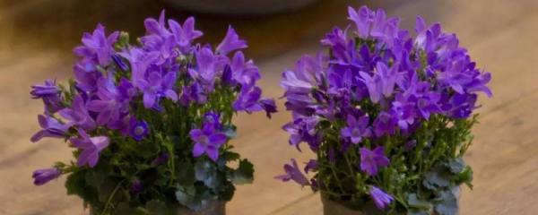 丹麦风铃草只能养一年吗