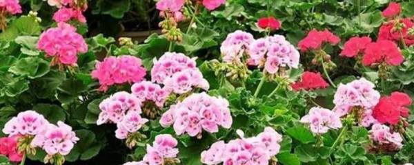 年年开花再结果