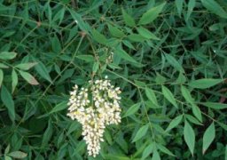 天门冬种植与管理方法
