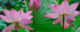 丹麦风铃花语