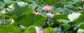 红花酢浆草养护应注意些什么