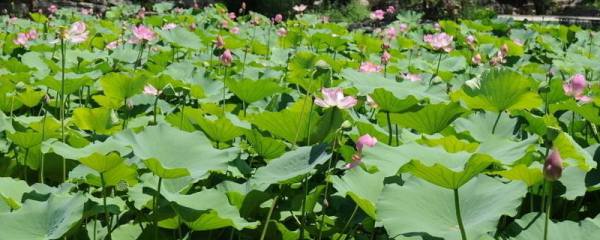 水仙零下10度冻死吗