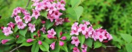 怎样养护红花酢浆草