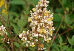 百合花怎么养：每年换1次盆